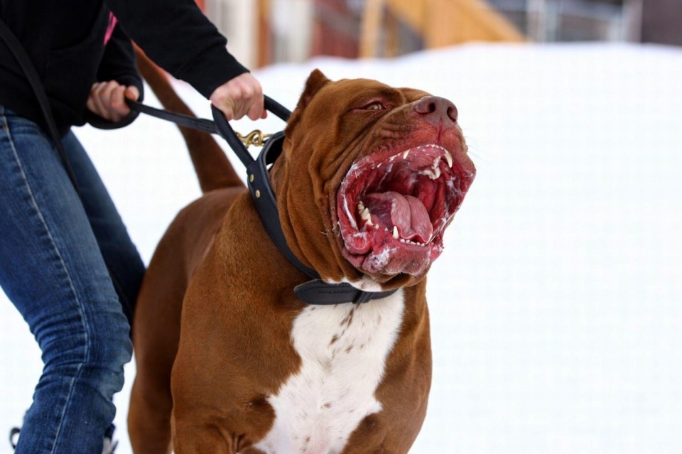 斗牛犬因为其天生得好斗性,还有其一身强壮肌肉和锋利的牙齿使得不少
