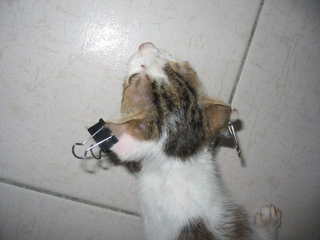 变态杀手,连杀18只猫咪,终于被判入狱16年