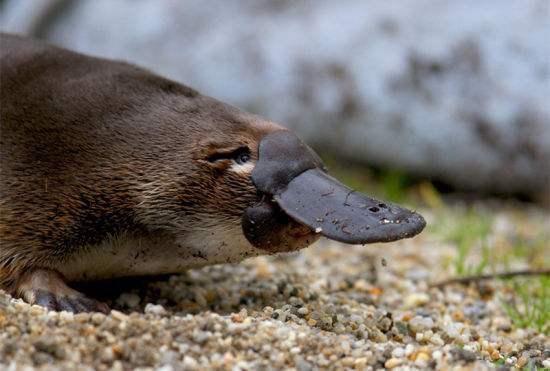 小孩在外面玩看到一只野鸭很喜欢,带回家妈咪看到后却被吓哭
