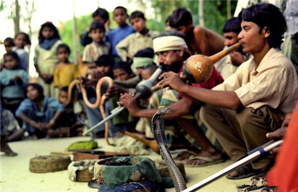 舞蛇人在卖力的吹着笛子,毒蛇们正在狂舞,现场有好多观众,看来这场