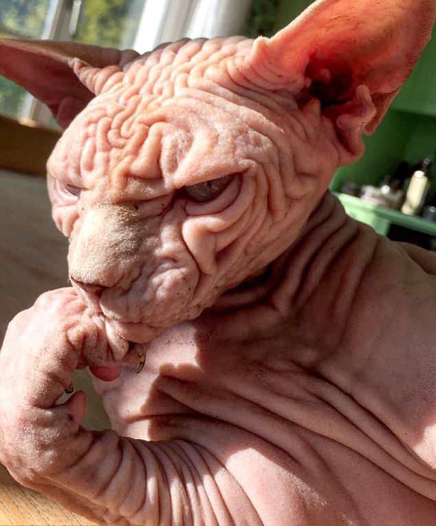 世界上最丑的猫!因全身长满皱纹而风靡网络