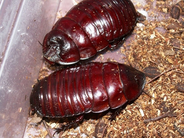 这种蟑螂不被视为害虫,反而被人们当宠物饲养