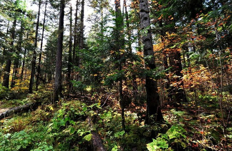 長白山地下森林景色很原始,這裡的秋景讓人尤為驚豔