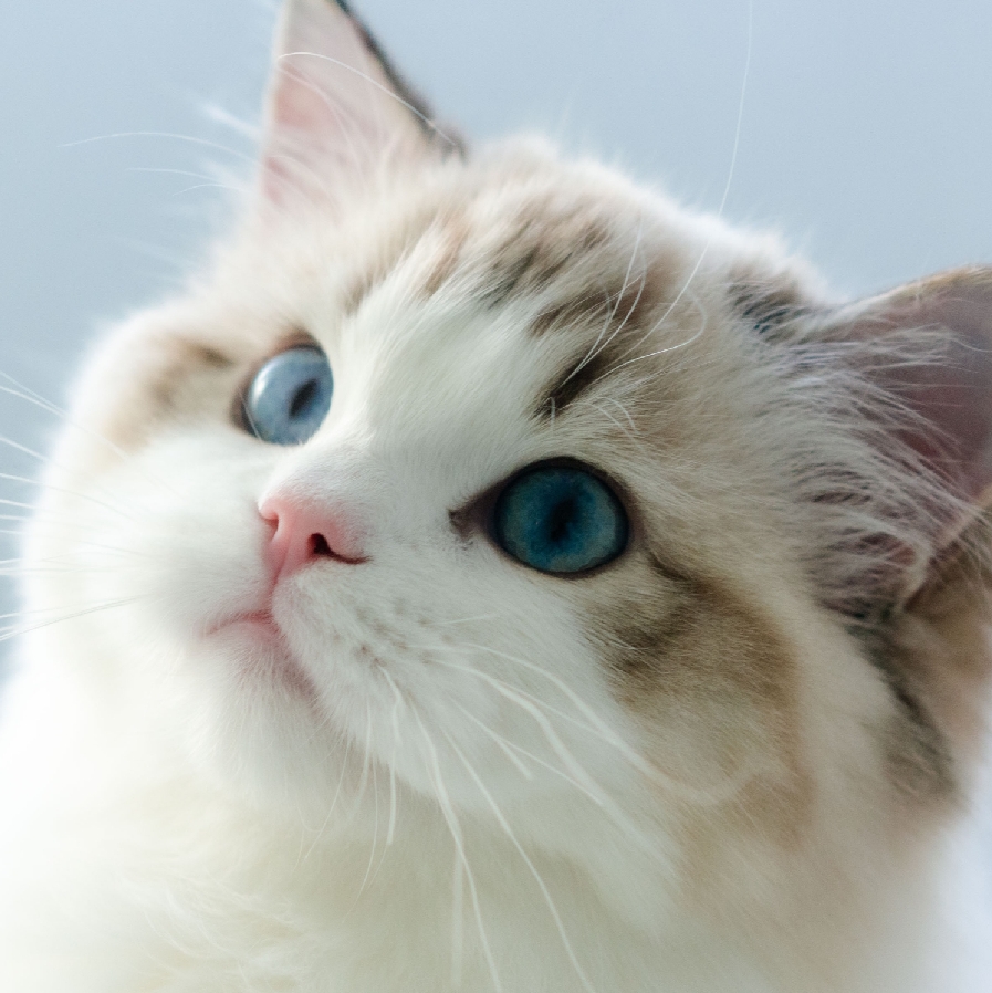 猫咪开脸不正不被人喜欢你是否知道开脸是什么呢