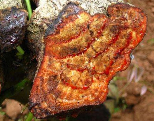 男子在山上玩, 发现一棵"流血的树", 专家鉴定后让他乐了