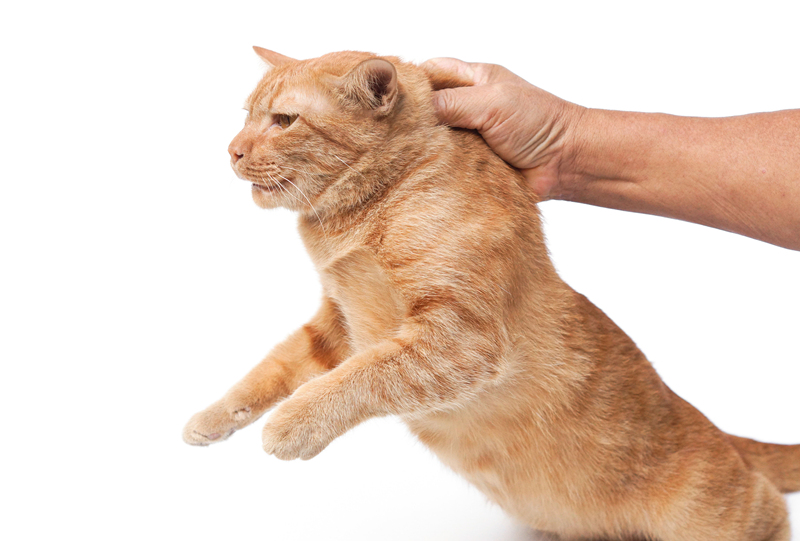 猫咪的致命弱点!教你几招搞定猫咪,轻松做个铲屎官